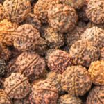 १ मुखी से २१ मुखी रुद्राक्ष