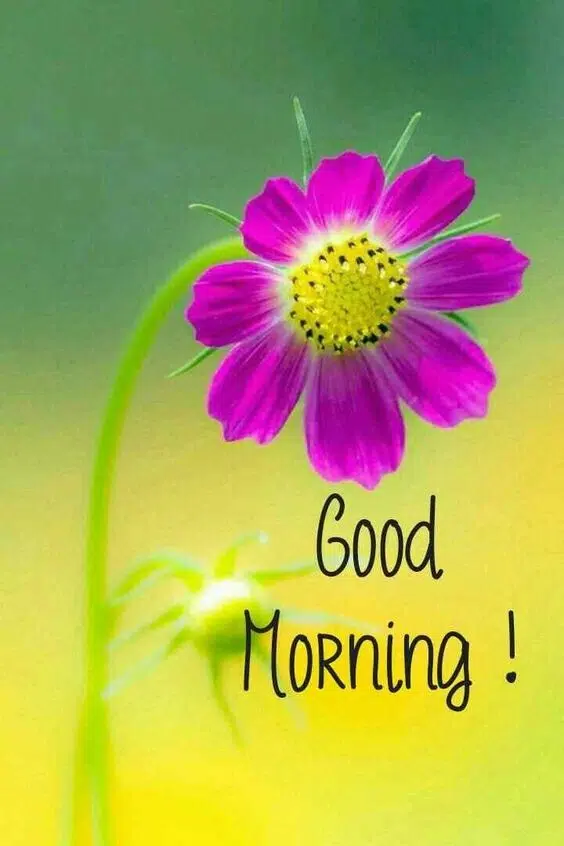 Good Morning Sparkling Quote Image Download