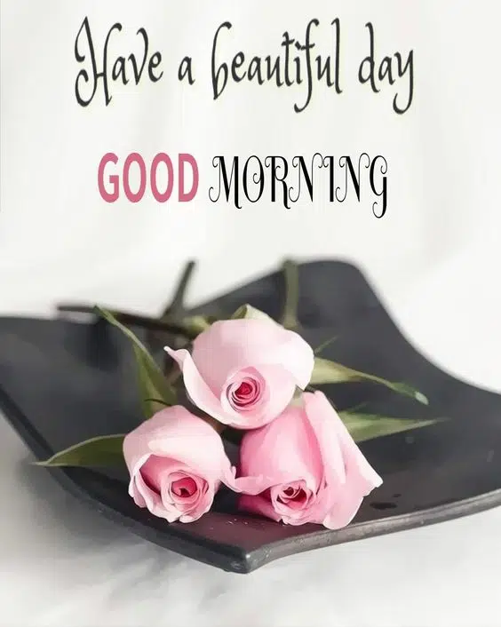 Good Morning Red Rose HD Wallpaper Download