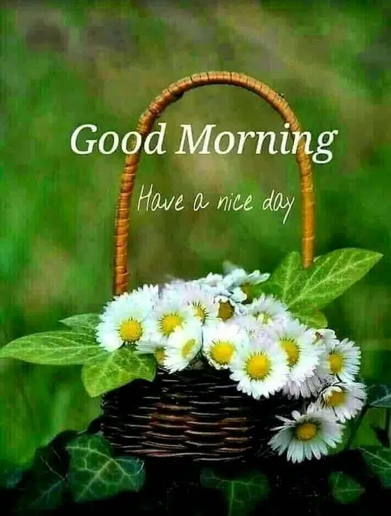 Good Morning Nature Flower Photo HD
