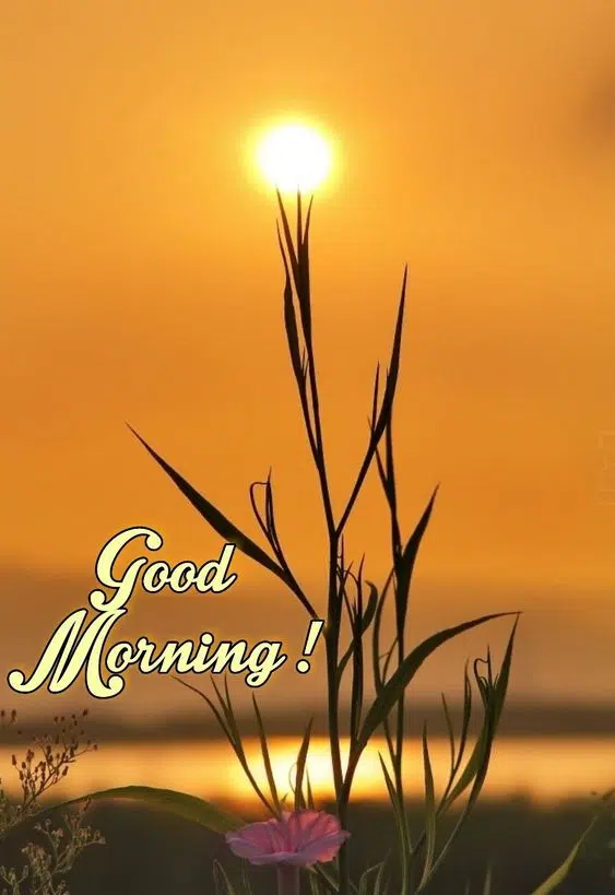 Best Good Morning Wallpaper for Morning Greetings