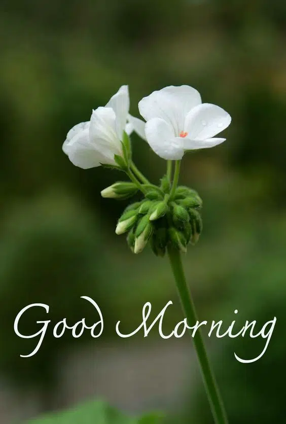 Best Good Morning Image for Whatsapp DP
