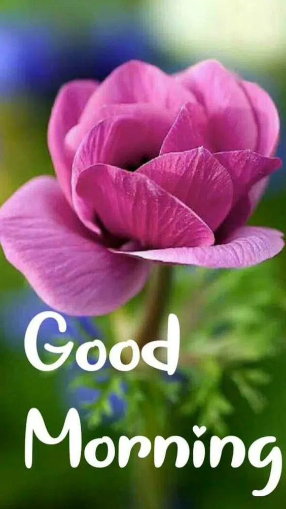 Red Flower for Good Morning Quote HD